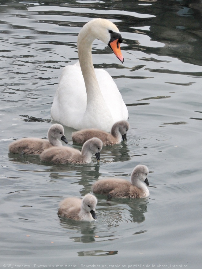 Photo de Cygne