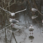 Photo de Mouette