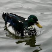 Photo de Canard colvert