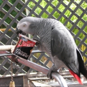 Photo de Perroquet - gris du gabon