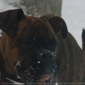 Photo de Boxer