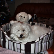 Photo de Coton de tulear