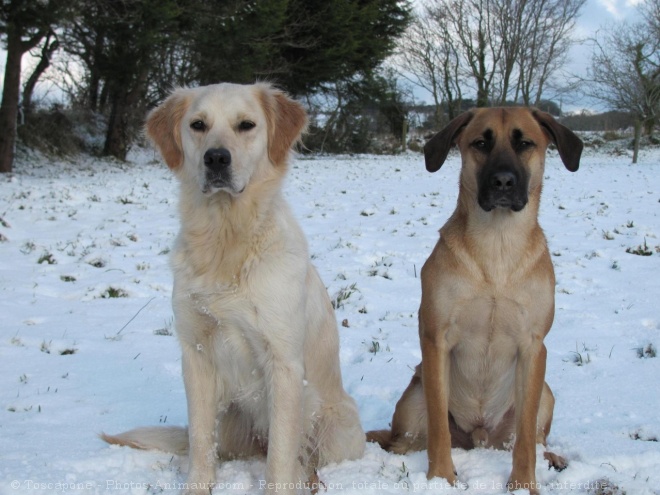 Photo de Races diffrentes