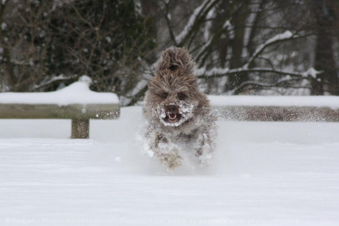 Photo de Griffon d'arret  poil dur korthals