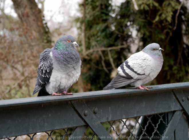 Photo de Pigeon