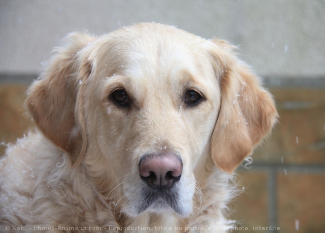 Photo de Golden retriever