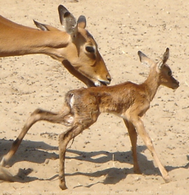 Photo de Gazelle