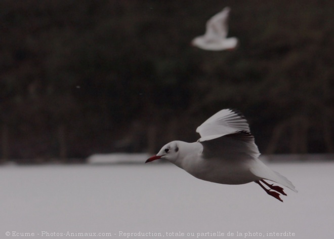 Photo de Mouette