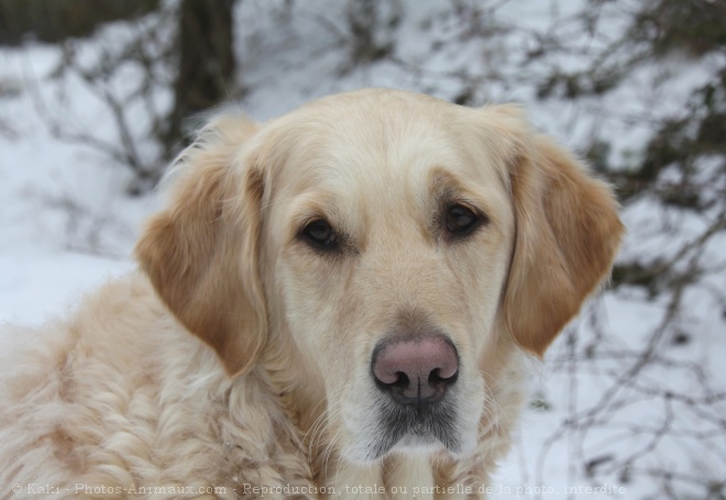 Photo de Golden retriever