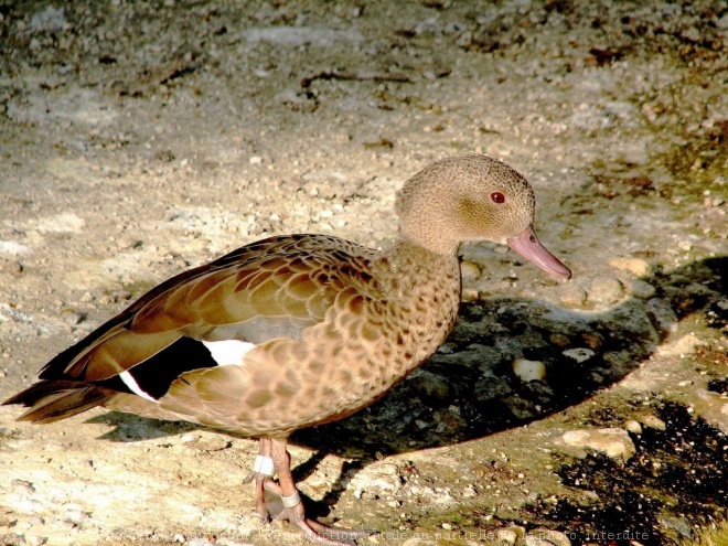 Photo de Canard - sarcelle  bec jaune