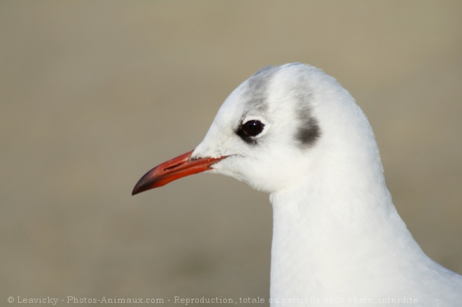 Photo de Mouette