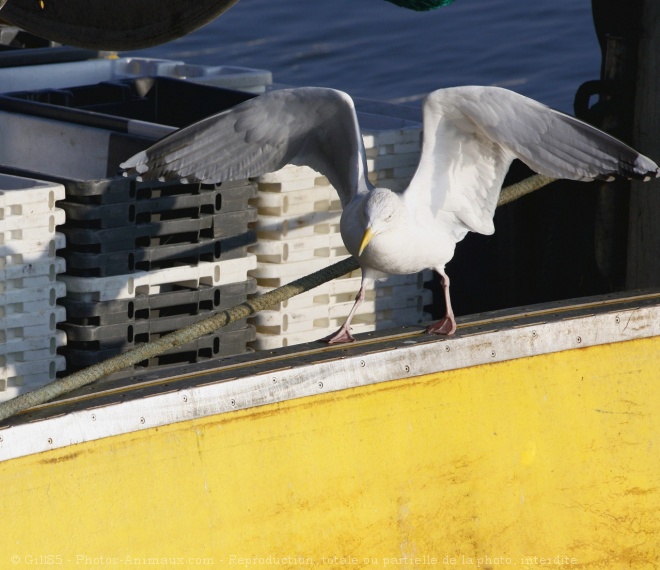 Photo de Mouette