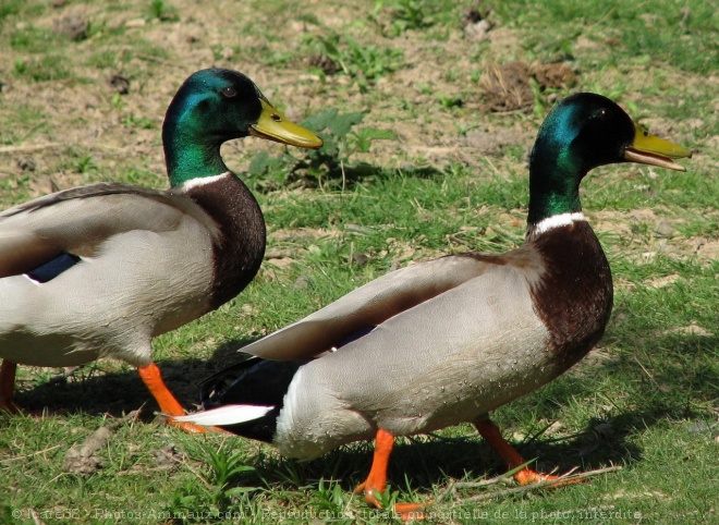 Photo de Canard colvert