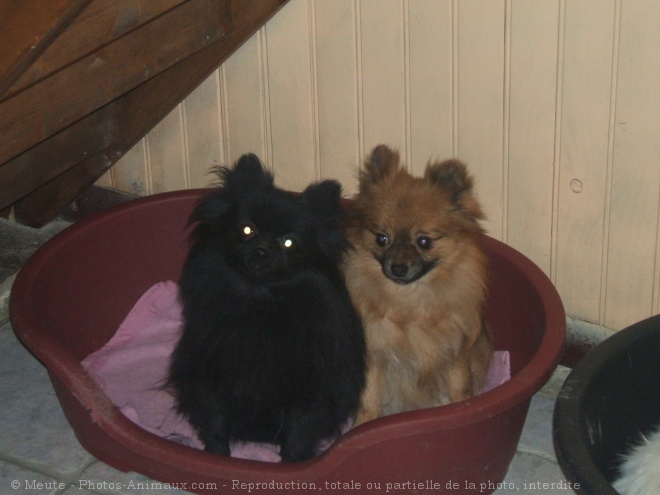 Photo de Spitz moyen