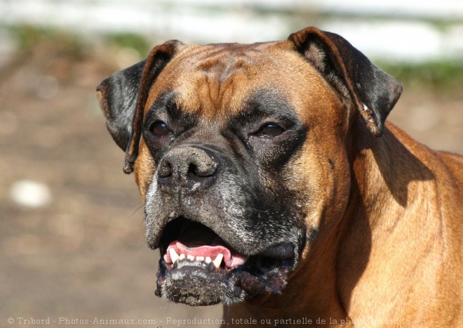 Photo de Boxer