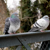 Photo de Pigeon