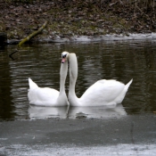 Photo de Cygne