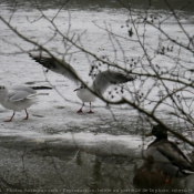 Photo de Mouette