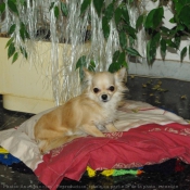 Photo de Chihuahua  poil long