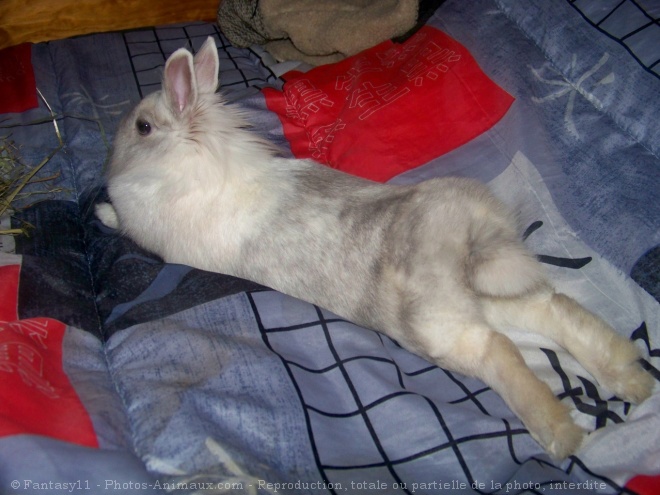 Photo de Lapin