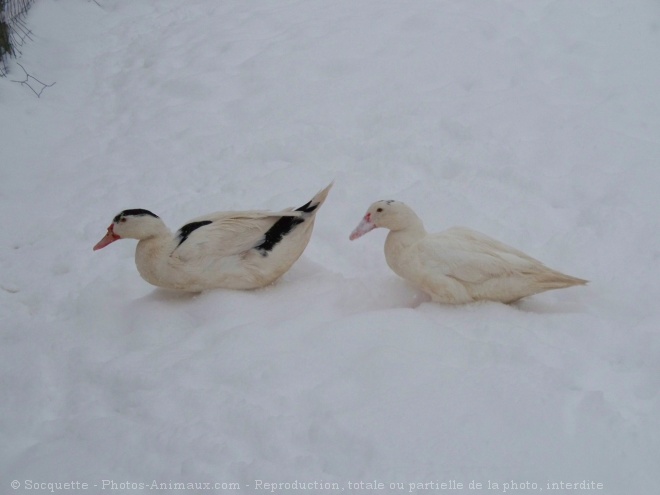 Photo de Canard