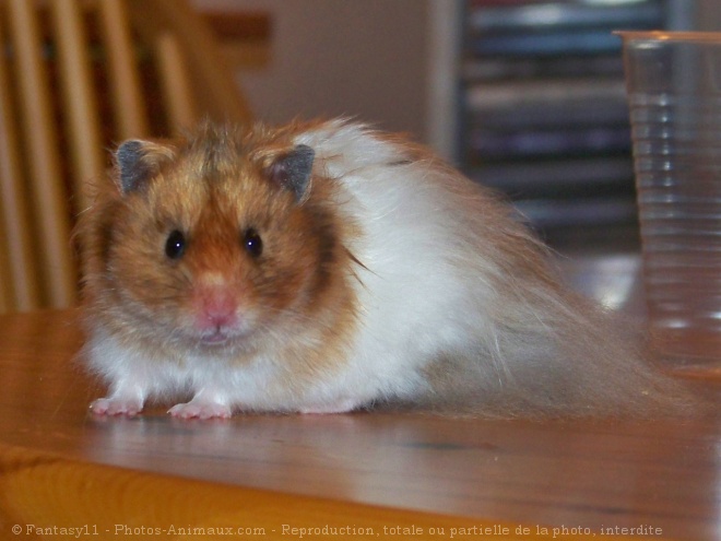 Photo de Hamster