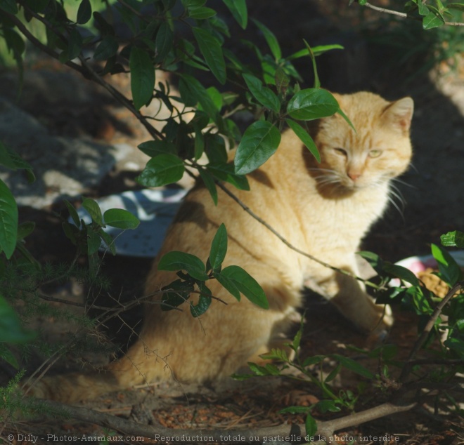 Photo de Chat domestique