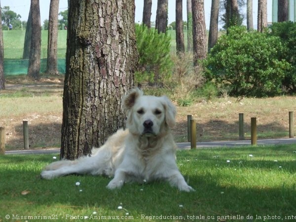 Photo de Golden retriever