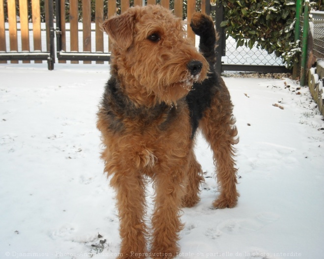 Photo d'Airedale terrier