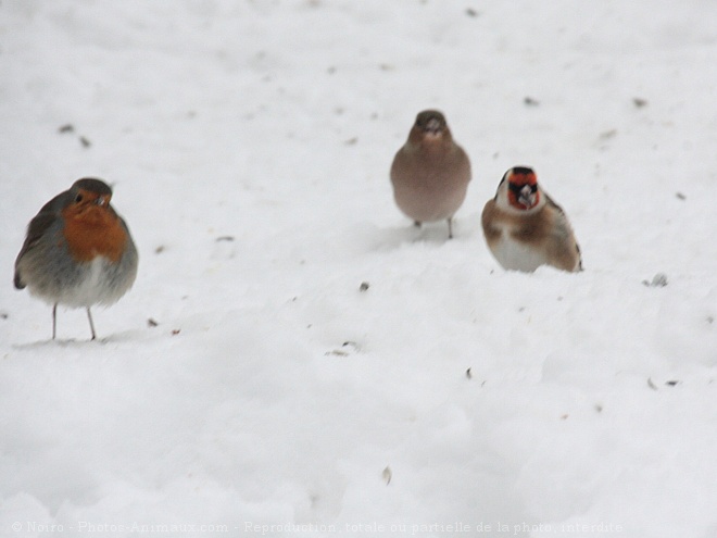 Photo de Rouge gorge