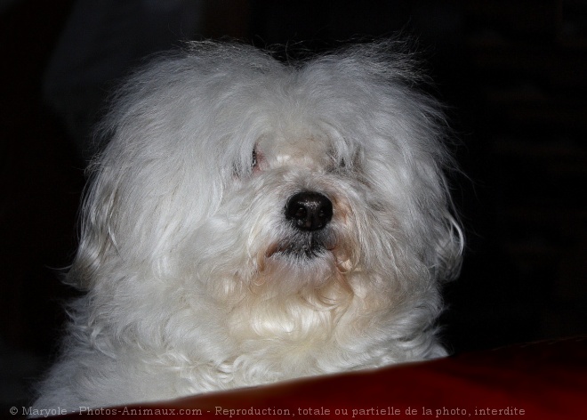 Photo de Coton de tulear