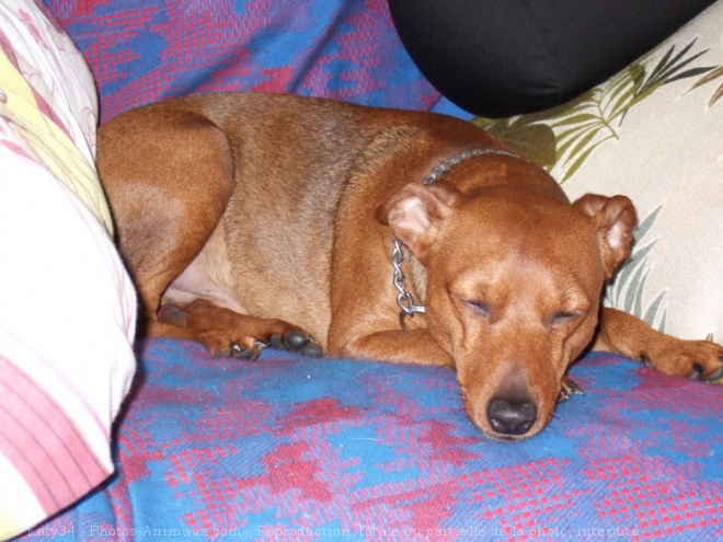 Photo de Pinscher nain