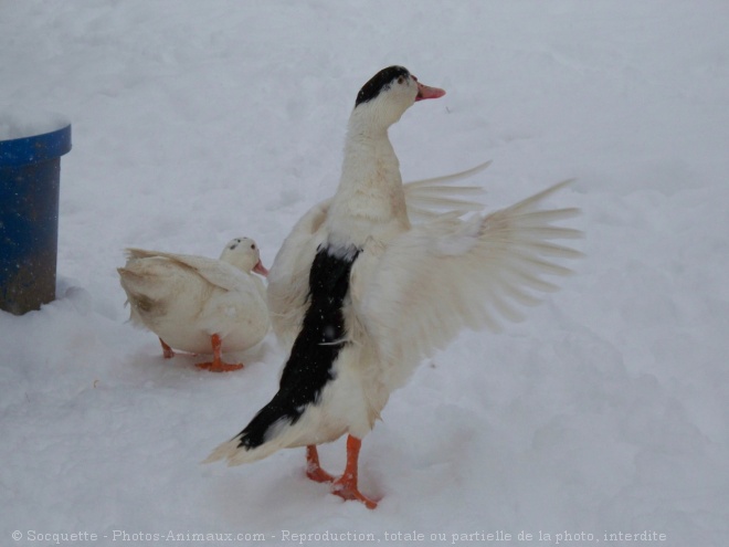 Photo de Canard