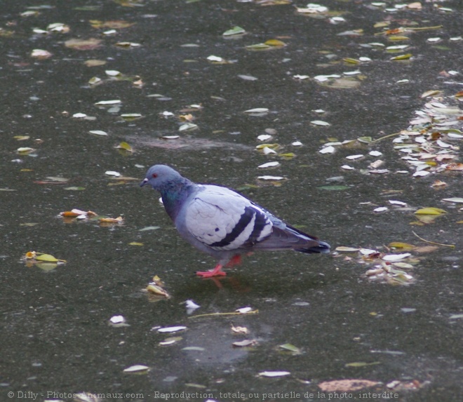 Photo de Pigeon