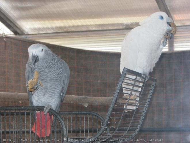 Photo de Perroquet - gris du gabon