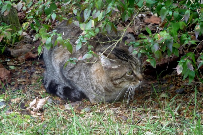 Photo de Chat domestique