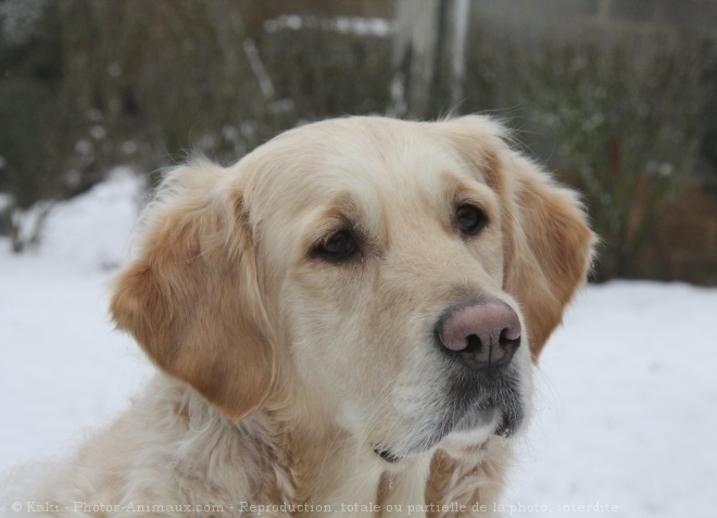 Photo de Golden retriever