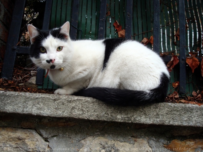 Photo de Chat domestique