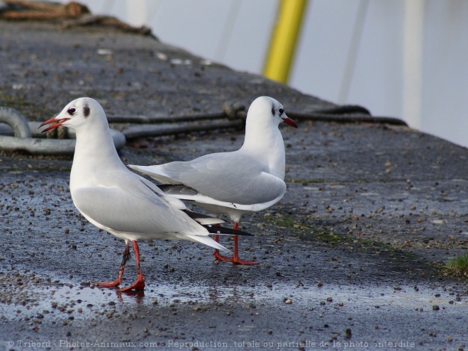 Photo de Mouette