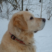 Photo de Golden retriever