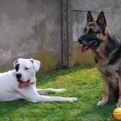 Photo de Dogue argentin