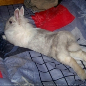 Photo de Lapin