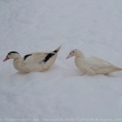 Photo de Canard