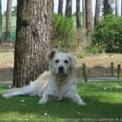 Photo de Golden retriever