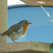 Photo de Rouge gorge