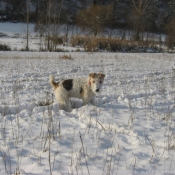 Photo de Fox terrier  poil dur