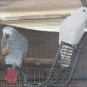 Photo de Perroquet - gris du gabon