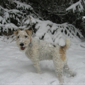 Photo de Fox terrier  poil dur