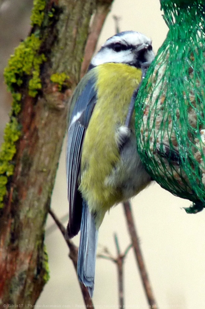 Photo de Msange bleue