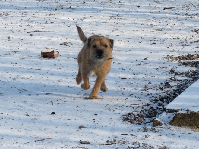 Photo de Border terrier